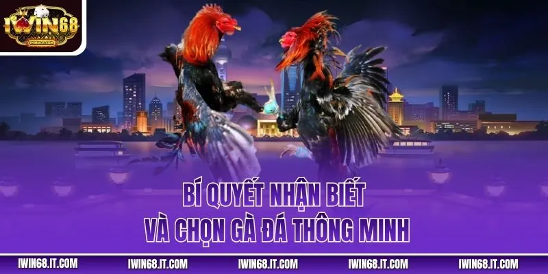 Bí quyết nhận biết và chọn gà đá thông minh