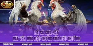 Đá Gà Cựa Sắt – Nét Văn Hóa Đặc Trưng Của Đấu Trường