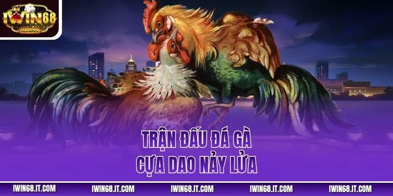 Trận đấu đá gà cựa dao nảy lửa